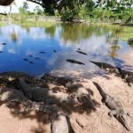 La Ciénaga de Zapata