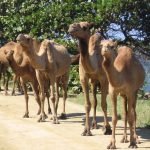 Casas Particulares Cuba