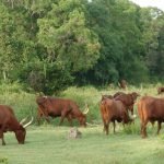 Casas Particulares Cuba