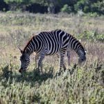 Casas Particulares Cuba