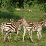 Casas Particulares Cuba