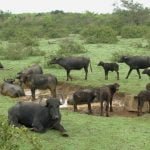 Casas Particulares Cuba