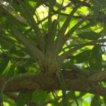 La Casa Colonial Grisel