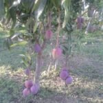 Casas Particulares en Pinar del Rio