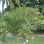 Casas Particulares cuba