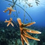 Casas Particulares en Cuba