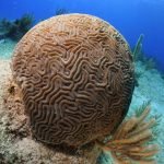 Casas Particulares en Cuba