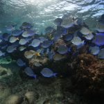 Casas Particulares en Cuba