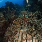 Casas Particulares en Cuba