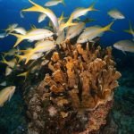 Casas Particulares en Cuba