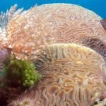 Casas Particulares en Cuba