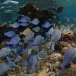 Casas Particulares en Cuba