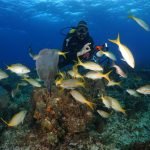 Casas Particulares en Cuba