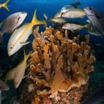 Casas Particulares en Cuba