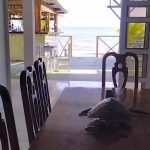 Casas Particulares en Cuba