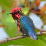 Casas Particulares cuba