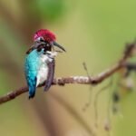 Casas Particulares cuba