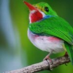 Casas Particulares cuba