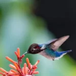 Casas Particulares cuba