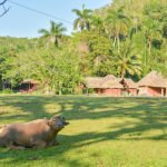 San Vicente Pinar del río