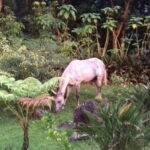 CASAS PARTICULARES EN CUBA