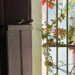 Casas Particulares en Cuba